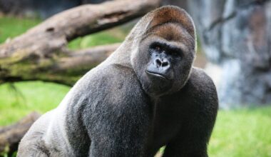 Gorilla goes viral for seemingly reassessing life choices after a spat with his lady friend