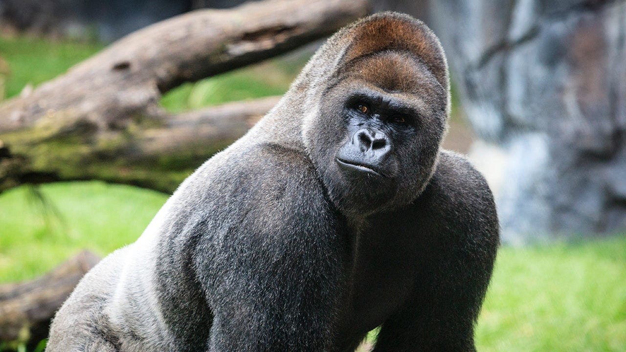 Gorilla goes viral for seemingly reassessing life choices after a spat with his lady friend