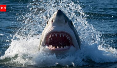 Most shark-infested coastlines in the United States: 8 beaches and states where shark encounters happen most often |