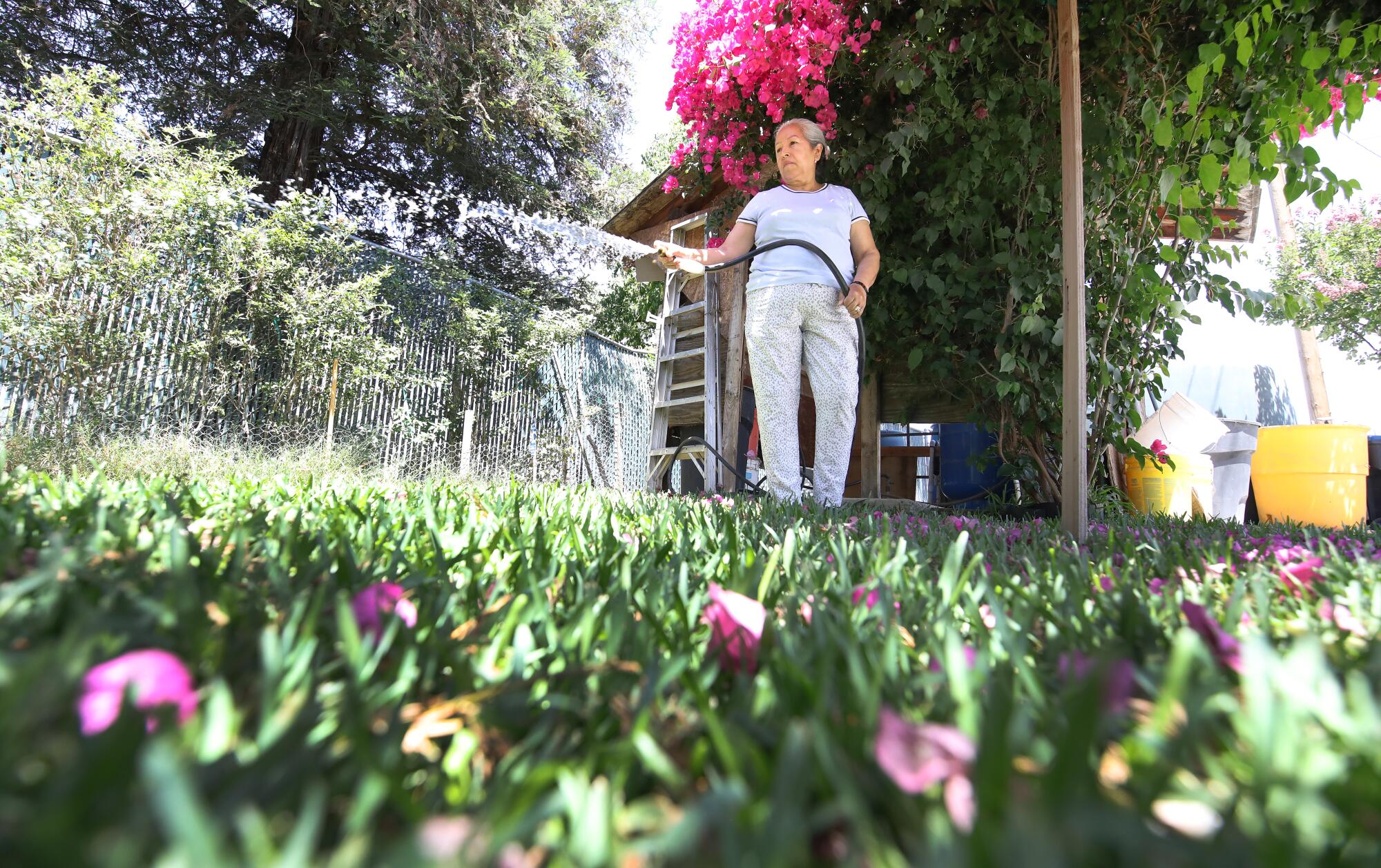 A woman uses a hose to water plants while standing in front of a blooming bougainvillea outside her home