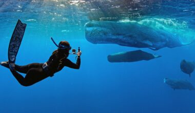 'Whalefall' trailer is here to add getting swallowed by a sperm whale while SCUBA diving to your list of fears