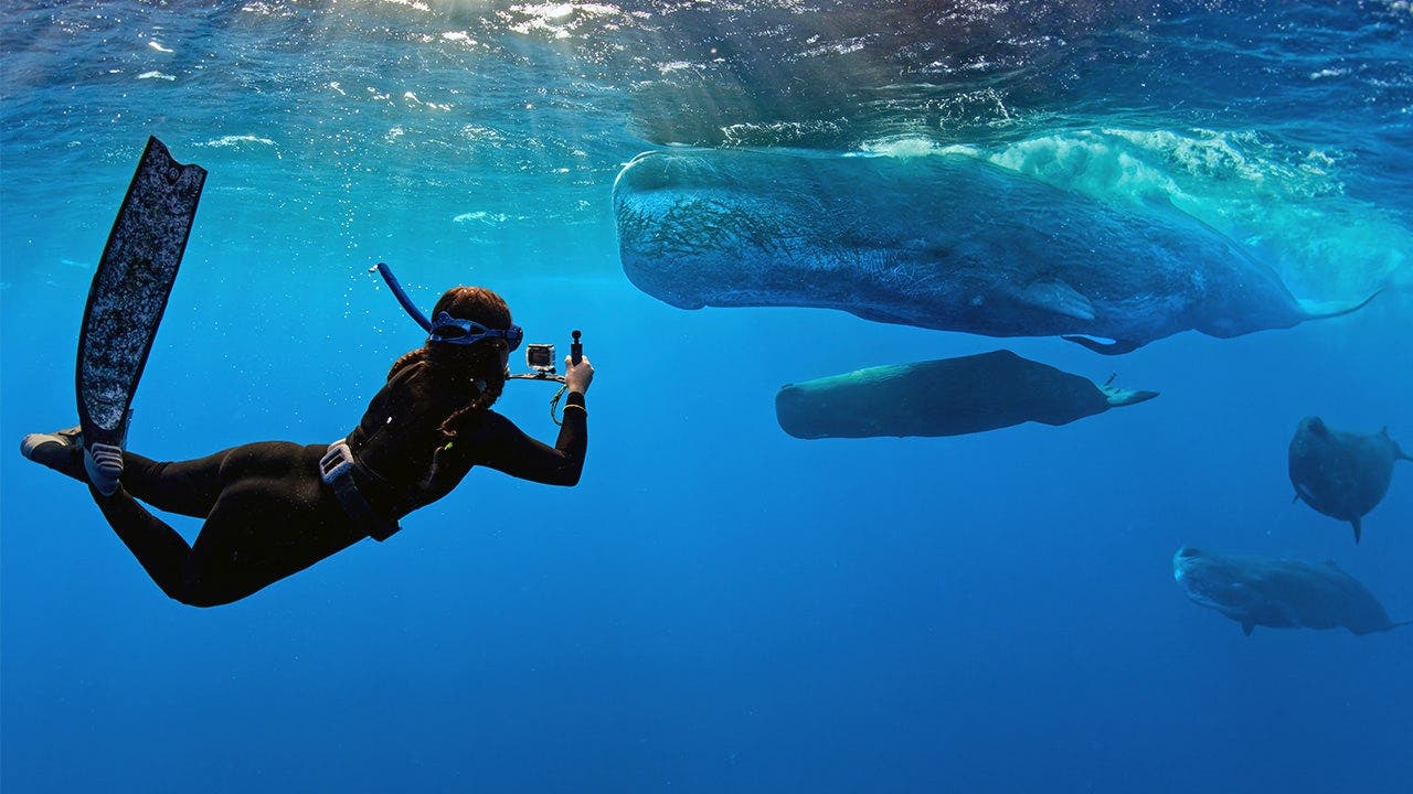 'Whalefall' trailer is here to add getting swallowed by a sperm whale while SCUBA diving to your list of fears