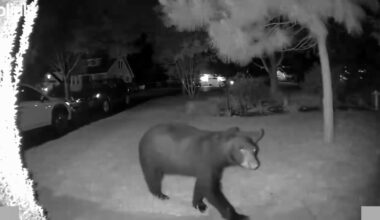 Bear gets close-up on home security camera in Media, Delaware County