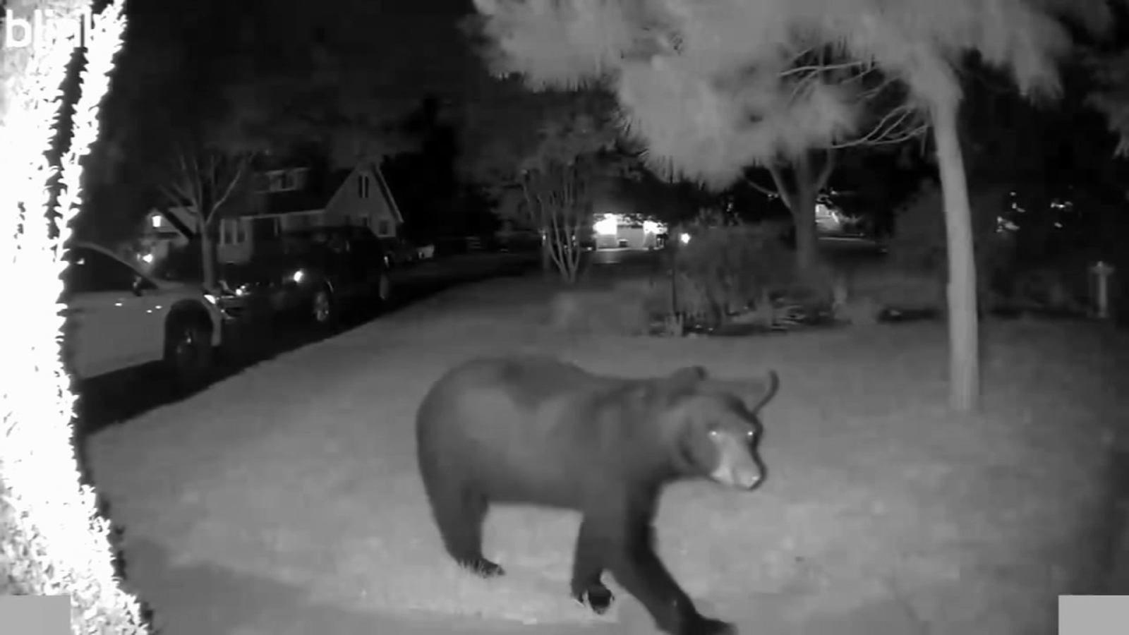 Bear gets close-up on home security camera in Media, Delaware County