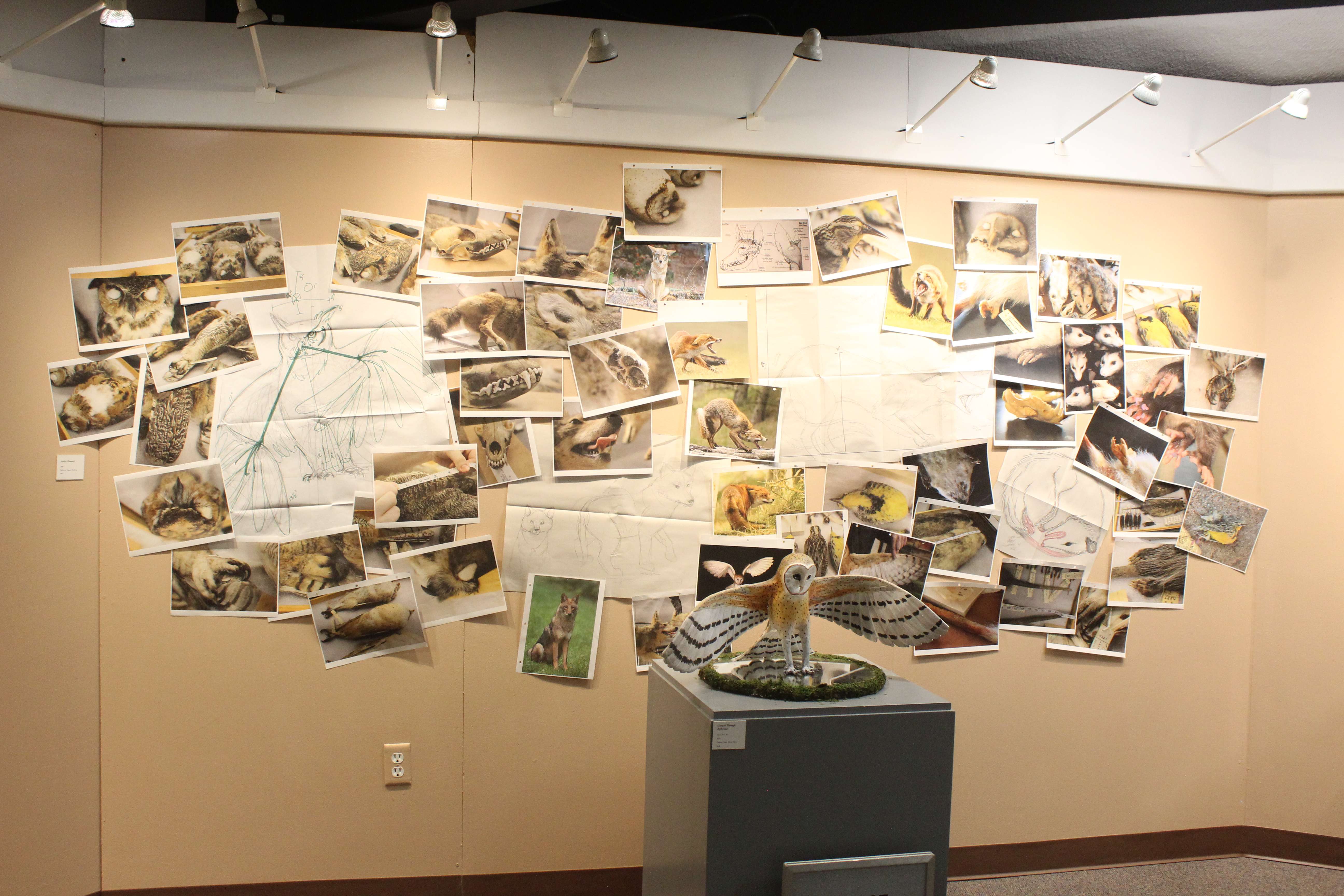 Sculpture and accompanying display from Rylie Hazleton, an FHSU student, are on display now at the Sternberg Museum. Photo by Cristina Janney/Hays Post