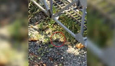 Man Drops Yard Work When He Finds 'Tiniest' Baby He’s Ever Seen In Need Of Help