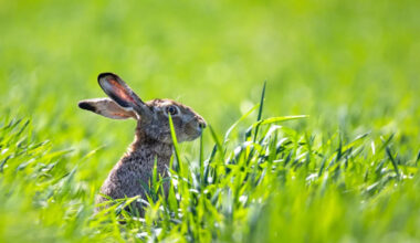 Rare disease linked to rabbits has Colorado health officials on alert