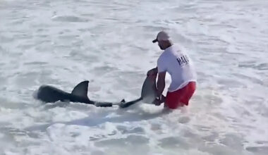 Fisherman speaks out after catching great white shark