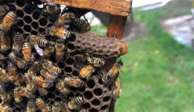 Worker bees build a 'royal palace' for the honeybee queen