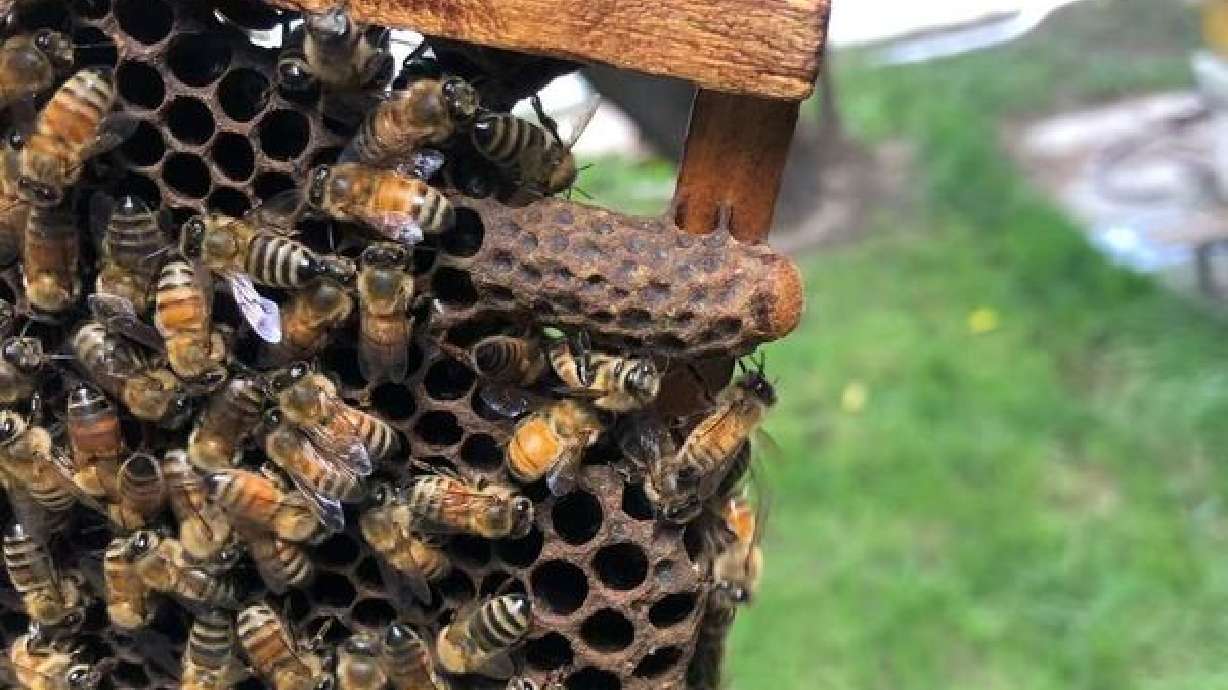 Worker bees build a 'royal palace' for the honeybee queen