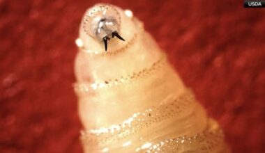 Idaho sets animal entry requirements following ﻿New World screwworm detection