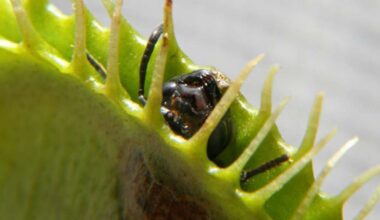 Scientists unlock the secret behind the Venus flytrap's snap