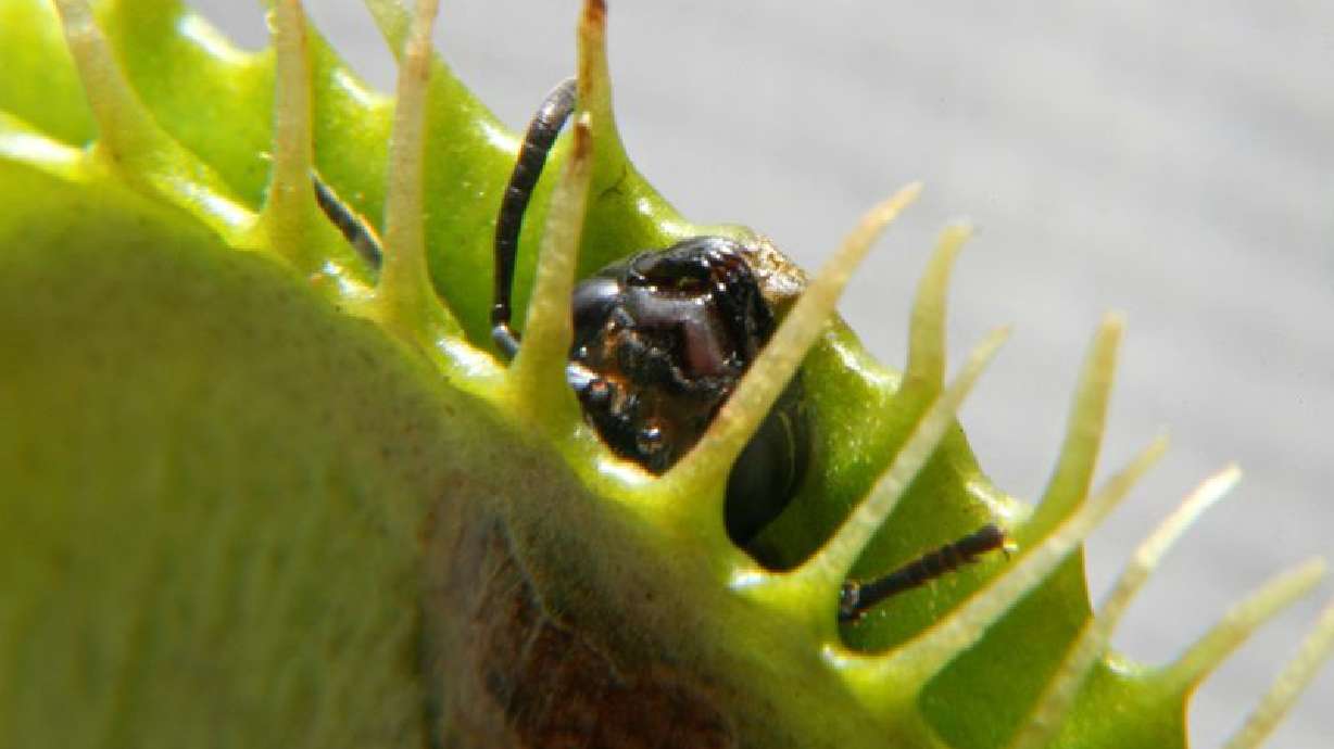 Scientists unlock the secret behind the Venus flytrap's snap