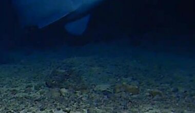 Goblin shark seen alive in natural deep-sea habitat for the first time
