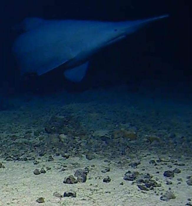 Goblin shark seen alive in natural deep-sea habitat for the first time