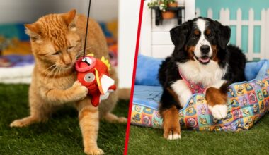 Gotta Fetch 'Em All! Your Pet Will Love Pokémon's Latest Merch Line
