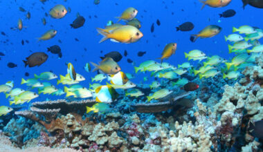 Trump attempts to allow commercial fishing in protected Pacific Ocean marine zone : Maui Now