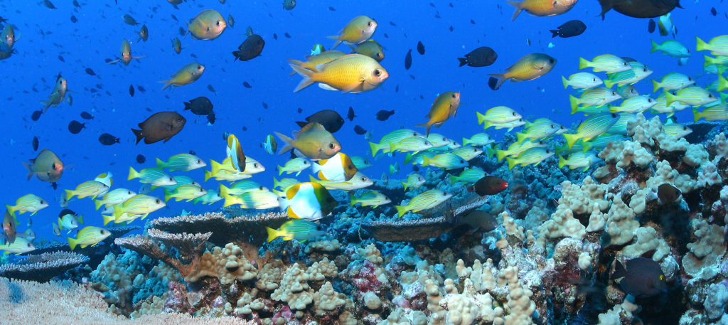 Trump attempts to allow commercial fishing in protected Pacific Ocean marine zone : Maui Now