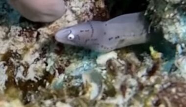 Have You Seen This? Baby eel brightens diver's day