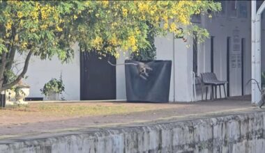 Have You Seen This? Monkeys unleash a flurry of flying kicks