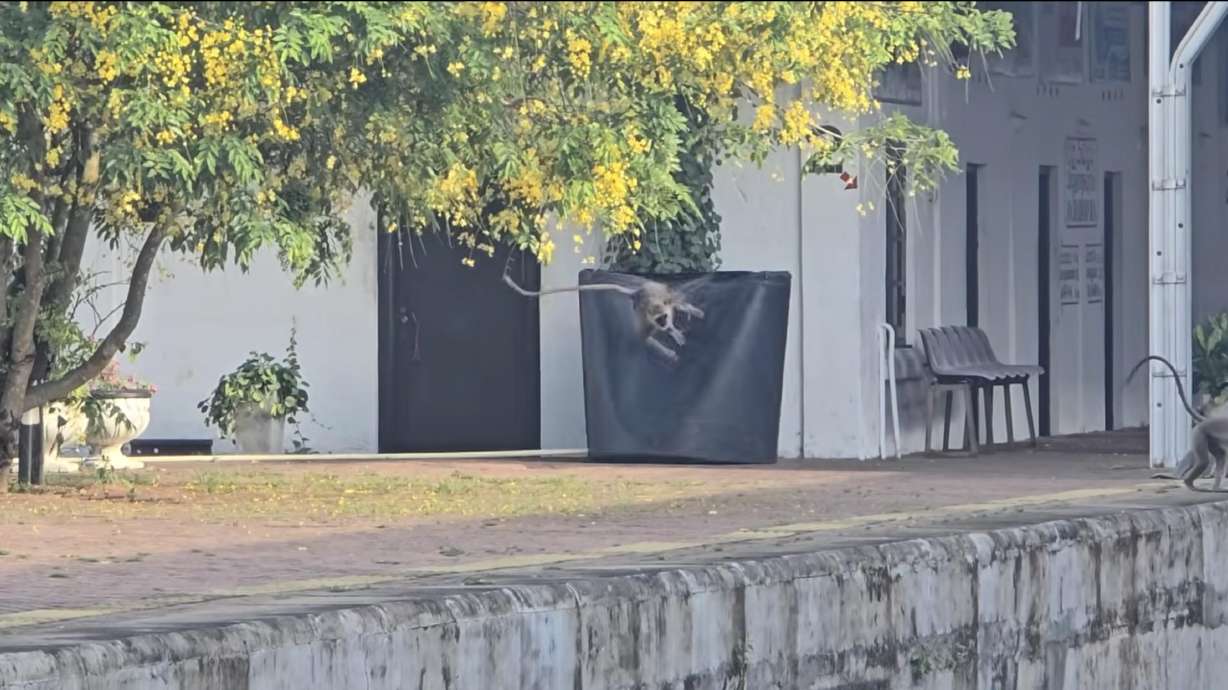 Have You Seen This? Monkeys unleash a flurry of flying kicks