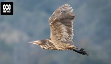 Former WA potato farm transformed into wetland sanctuary for rare and endangered birds