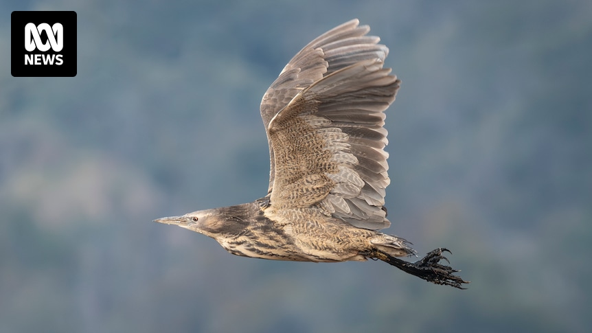 Former WA potato farm transformed into wetland sanctuary for rare and endangered birds