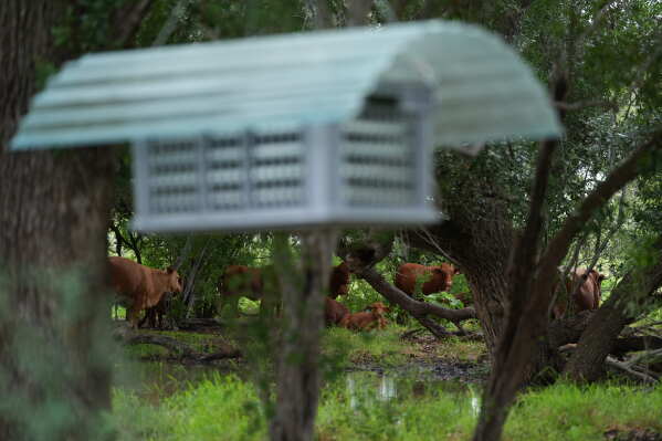 Cattle graze near a sterile fly dispersal station placed by the U.S. Department of Agriculture to combat the spread of the New World screwworm fly on grounds of a ranch near La Pryor, Texas, Thursday, June 11, 2026. (AP Photo/Eric Gay)