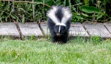 Using Irish Spring soap as a skunk repellent is a myth, wildlife expert says