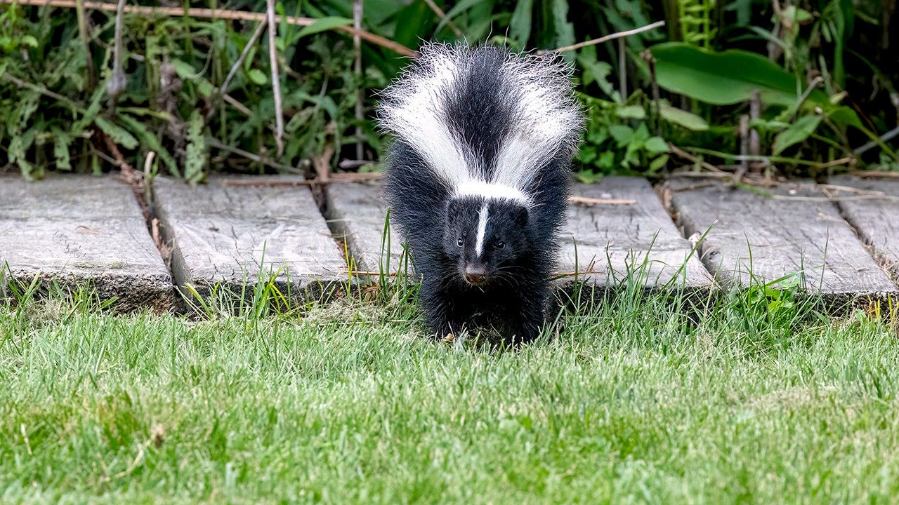 Using Irish Spring soap as a skunk repellent is a myth, wildlife expert says
