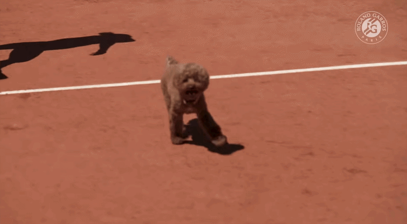 A small brown poodle mix walks excitedly on a clay tennis court.