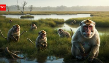 Morgan Island: The South Carolina 'Monkey Island' that's completely off-limits to humans | World News