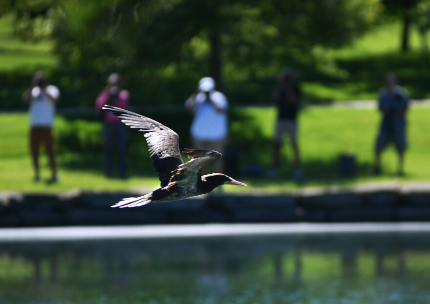 A bird flies through the air. Behind it at bottom is a small pond. On the edge of the pond is a row of photographers 