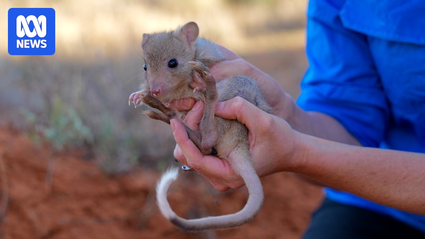 Burrowing bettongs returned to outback decades after local extinction