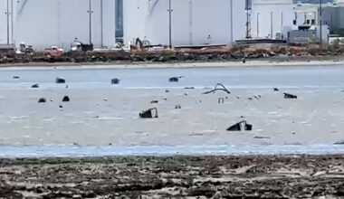 Dozens of apparent shopping carts littering San Francisco Bay along popular trail: so, how did they get there?