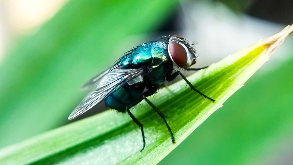 Pa. issues quarantine order after New World screwworm cases confirmed in U.S.