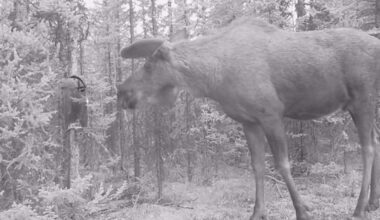 Have You Seen This? Moose runs away from its reflection