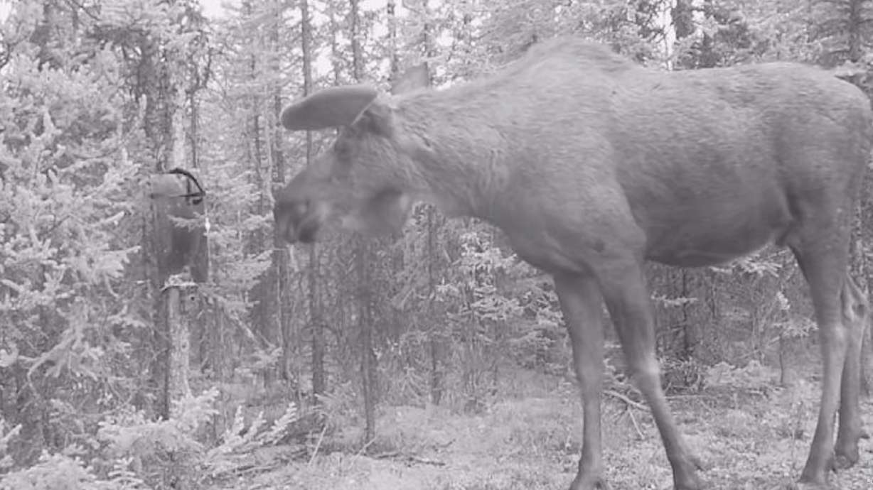 Have You Seen This? Moose runs away from its reflection