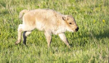 Neal Smith National Wildlife Refuge's rare white bison calf dies