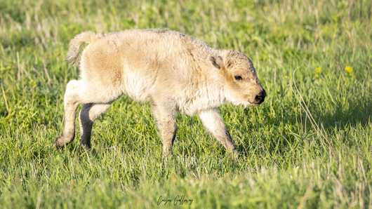 Neal Smith National Wildlife Refuge's rare white bison calf dies