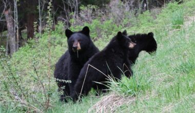 Teenager clawed by bear in rare attack on Washington's Mt. Si
