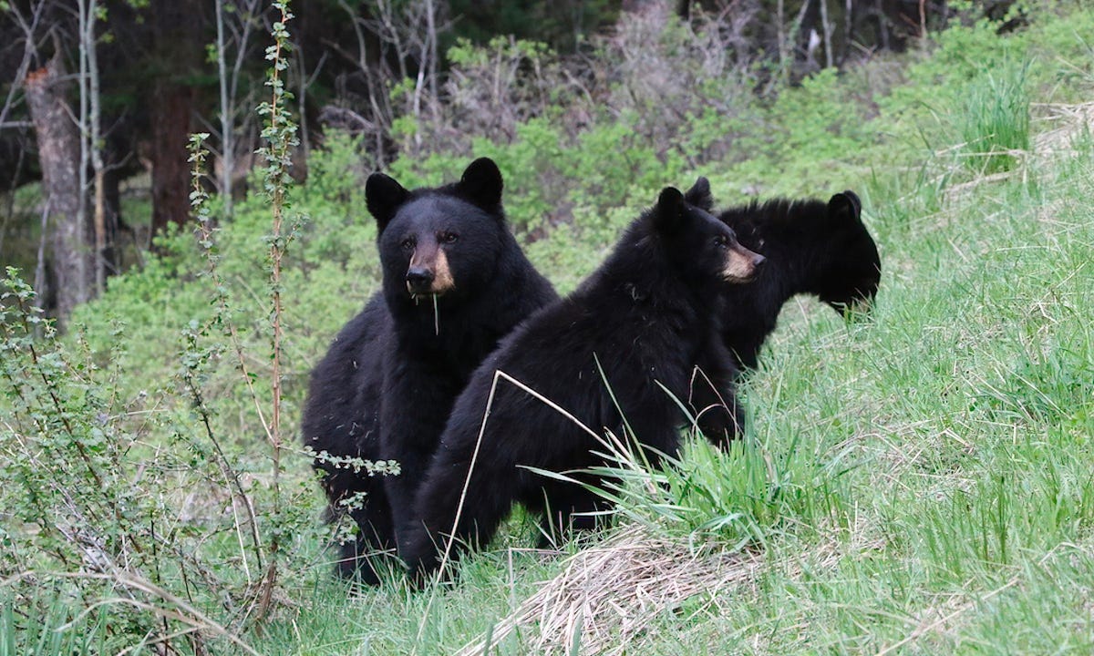 Teenager clawed by bear in rare attack on Washington's Mt. Si