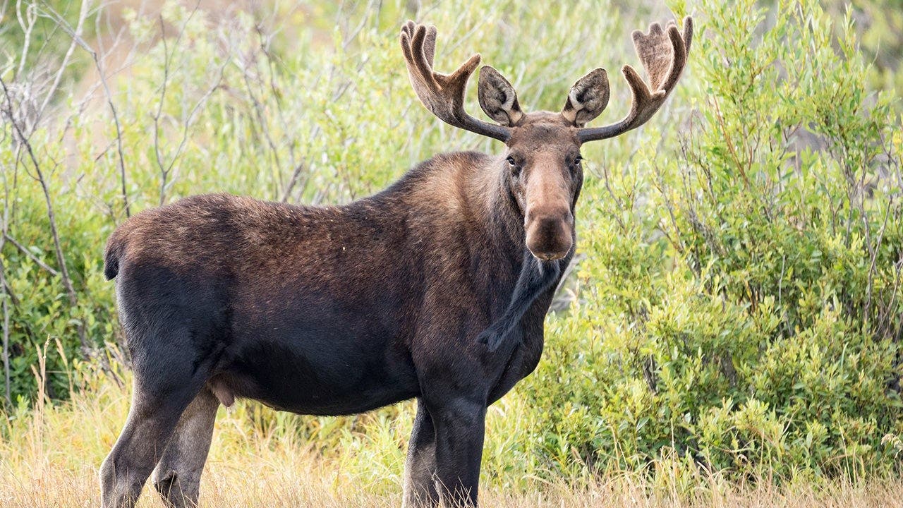 Video captures moment a moose runs straight into a vehicle while chasing dogs through the wilderness