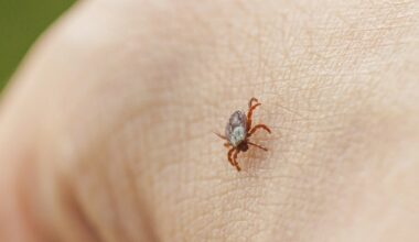 Potentially deadly tick disease ramps up across the US