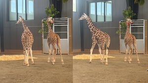 2 baby giraffes vanished more than a year ago; they are now at Georgia safari park
