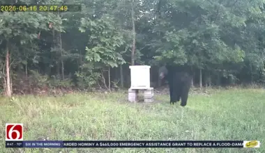 Caught on camera: Oklahoma bear knocks over bee box
