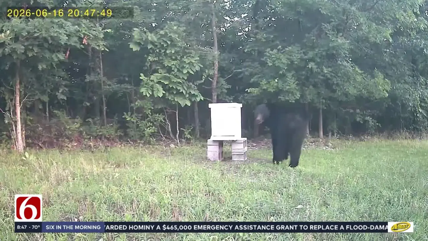 Caught on camera: Oklahoma bear knocks over bee box