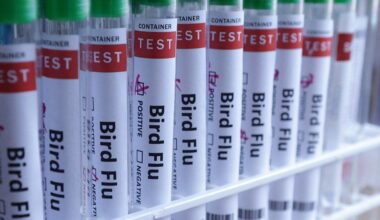 Bird flu reaches every continent as Australia confirms first H5N1 case