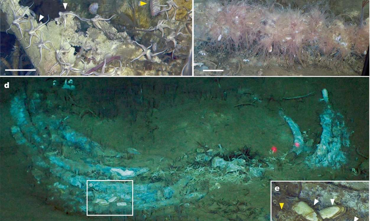World's Largest 'Whale Graveyard' Teems with Deep-Sea Life Including Species Unknown to Science