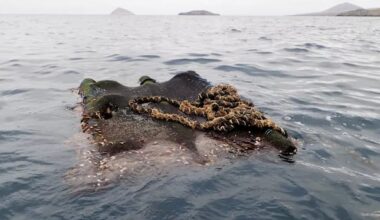 Abandoned tuna fishing gear smashes corals, harms wildlife in marine refuges, study finds